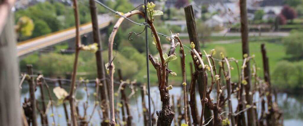 weinreben mosel